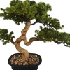 Rośliny Ozdobne*CN-163 Drzewko Bonsai Florino 135