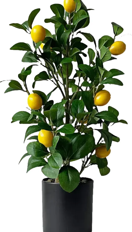 Rośliny Ozdobne*CN-209 Drzewko cytrynowe Lemoni 157