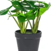 Rośliny Ozdobne*CN-163 Monstera Florino 91
