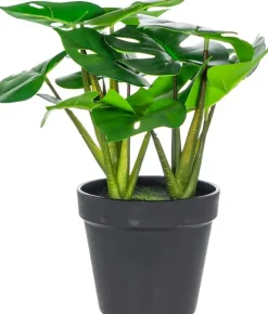 Rośliny Ozdobne*CN-163 Monstera Florino 91