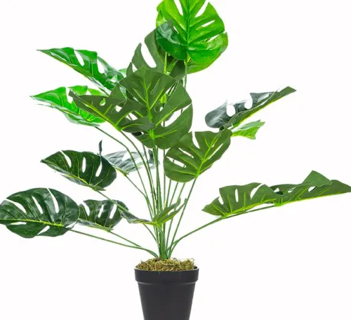 Rośliny Ozdobne*CN-33 Roślina Tasso monstera 65