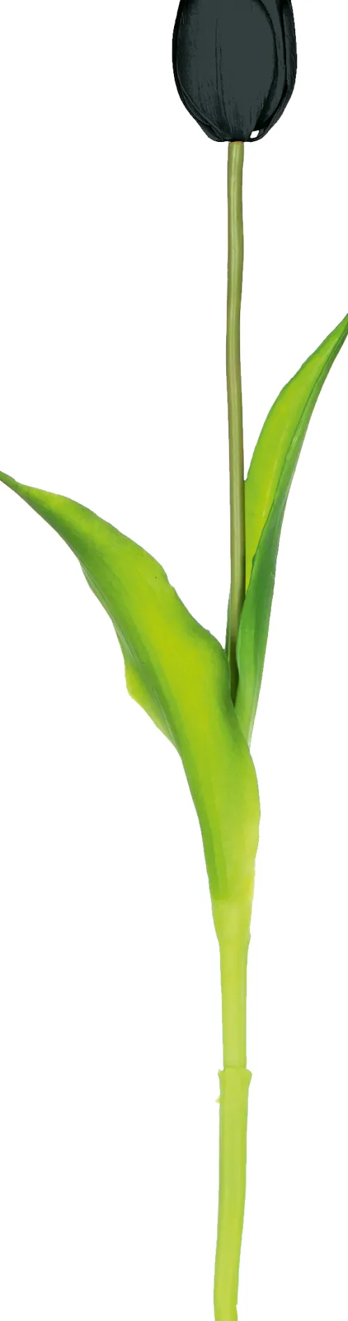 Rośliny Ozdobne*CN-163 Tulipan Florino 92 (czarny)